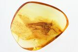 Giant Fossil Moth (Lepidoptera) in Baltic Amber #325268-1